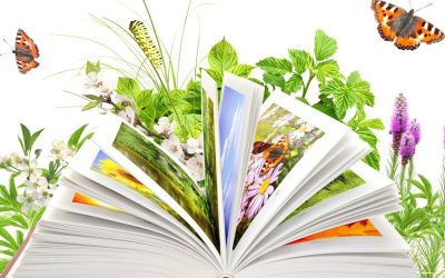 «Чудесно с книгой наше лето!»